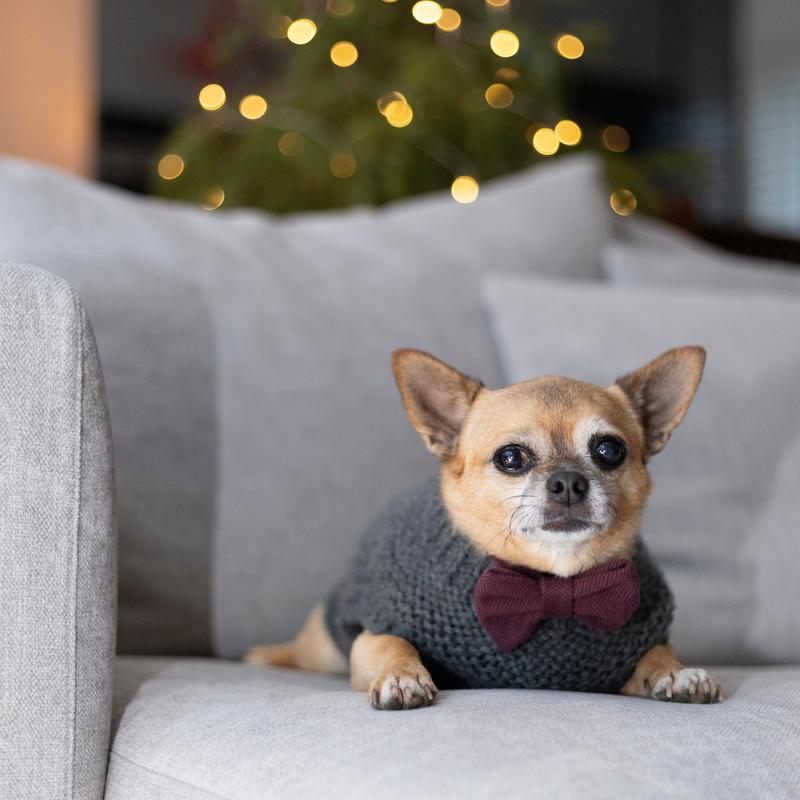 Wild Plum Tweed Herringbone Dog Bow Tie 2