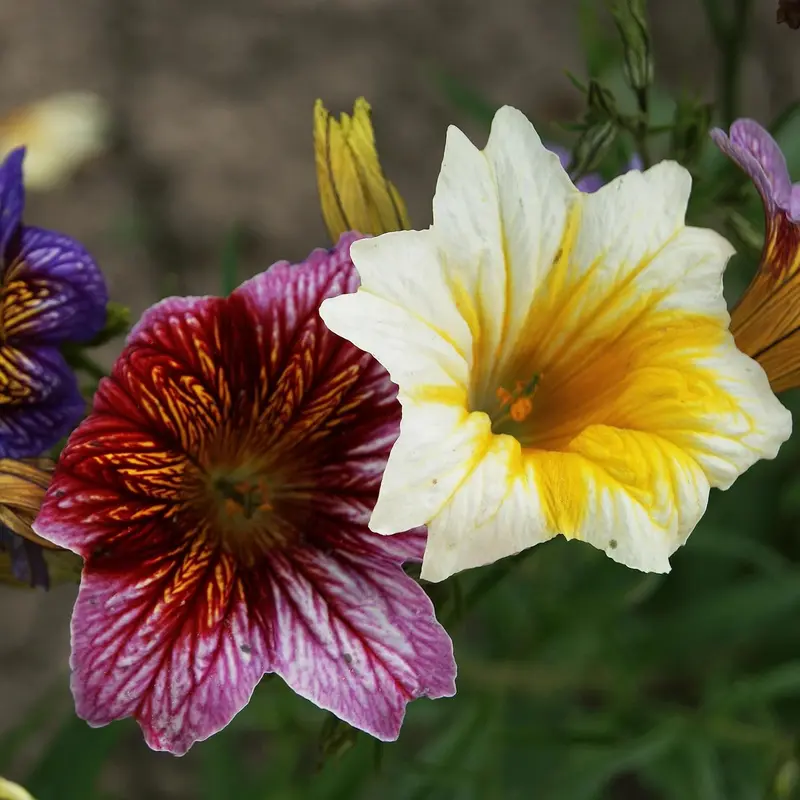 Flower Seed Variety Pack - 30 Different Varieties of Flower Seeds to Grow Your Own. Butterfly and Bee Attracting, Grow Indoor and Outdoor. Christmas Gifts for Women and Men 8
