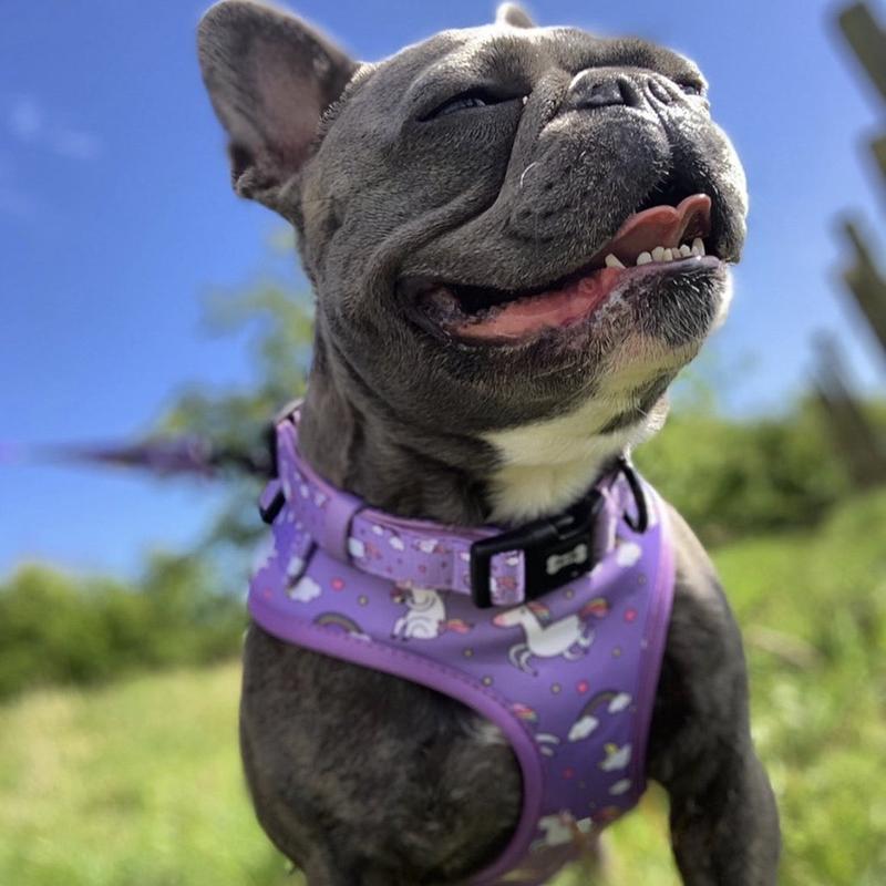 Daydreams and Unicorns Adjustable Dog Harness 1