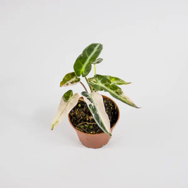 Alocasia 'Bambino Arrow Pink Variegata' Ø7cm H10cm 8