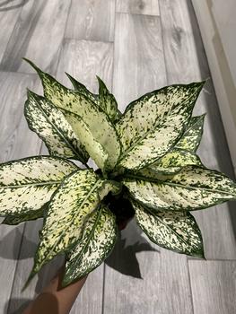 Product Review of Aglaonema Snow White Houseplant from N**o 0