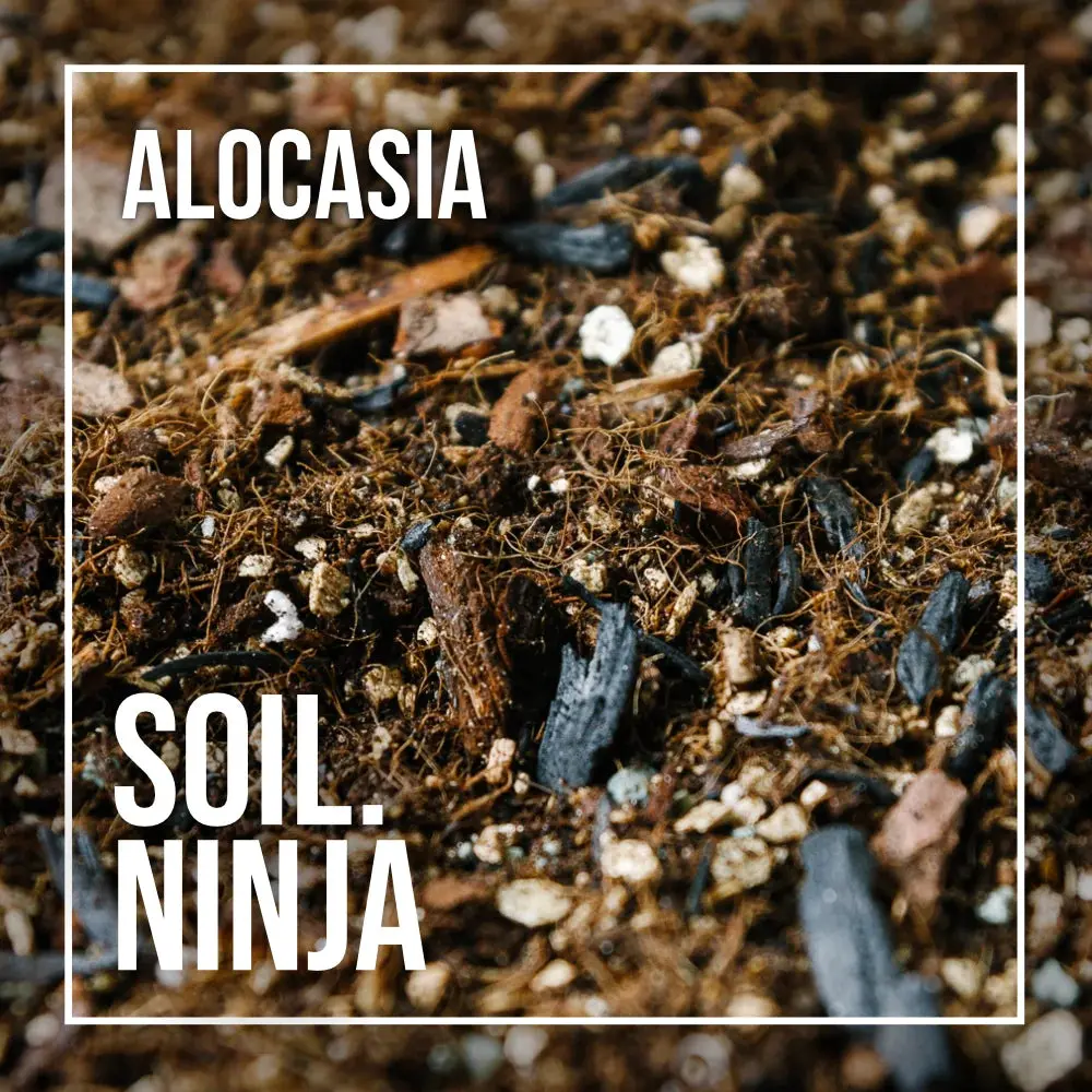 Premium Alocasia Blend for Houseplants
