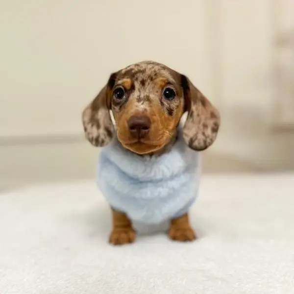 XXS Tiny Puppy Snuggle Dachshund Fleece - 20cm / 8inch Back | Sausage Dog Box