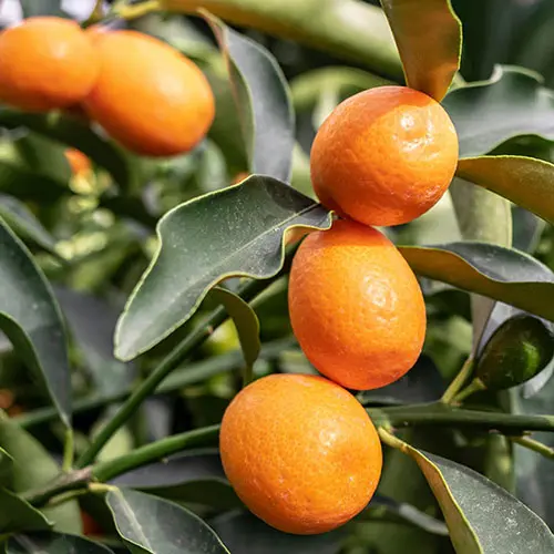 Citrus 'Kumquat' Tree with Fruits, in a 22cm pot 3